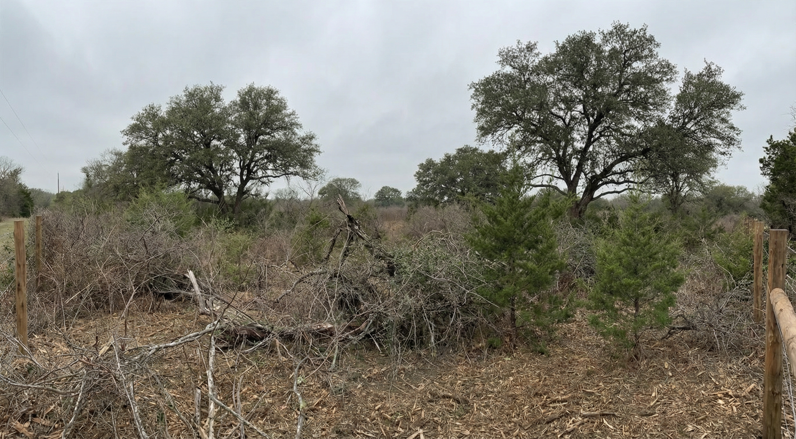 Overgrown brush and cedar on Parker County property before clearing